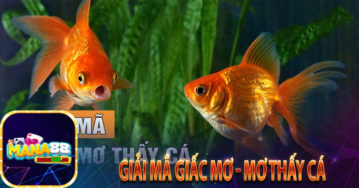 Giải mã giấc mơ - Mơ thấy cá